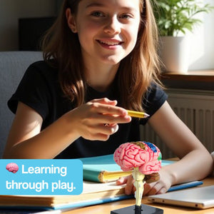 Little Anatomist 4D Build & Learn Science Kit with detailed anatomical model and 32 detachable parts for STEM education ages 8+