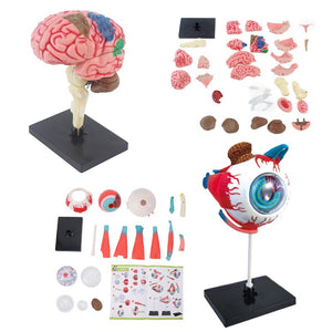 Little Anatomist 4D Build & Learn Science Kits detailed anatomy models with 32 parts for hands-on STEM education