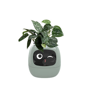Meet Ivy - AI GrowBuddy Smart Plant Care System